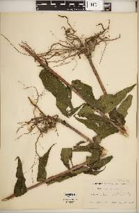 Helianthus strumosus image