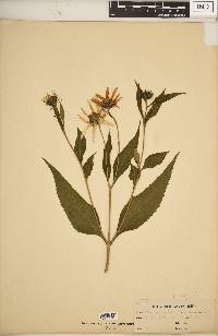 Helianthus tuberosus image