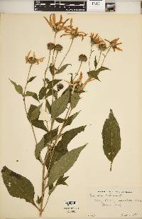 Helianthus tuberosus image