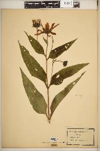 Helianthus tuberosus image