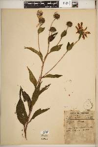 Helianthus tuberosus image