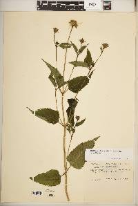 Heliopsis helianthoides var. helianthoides image