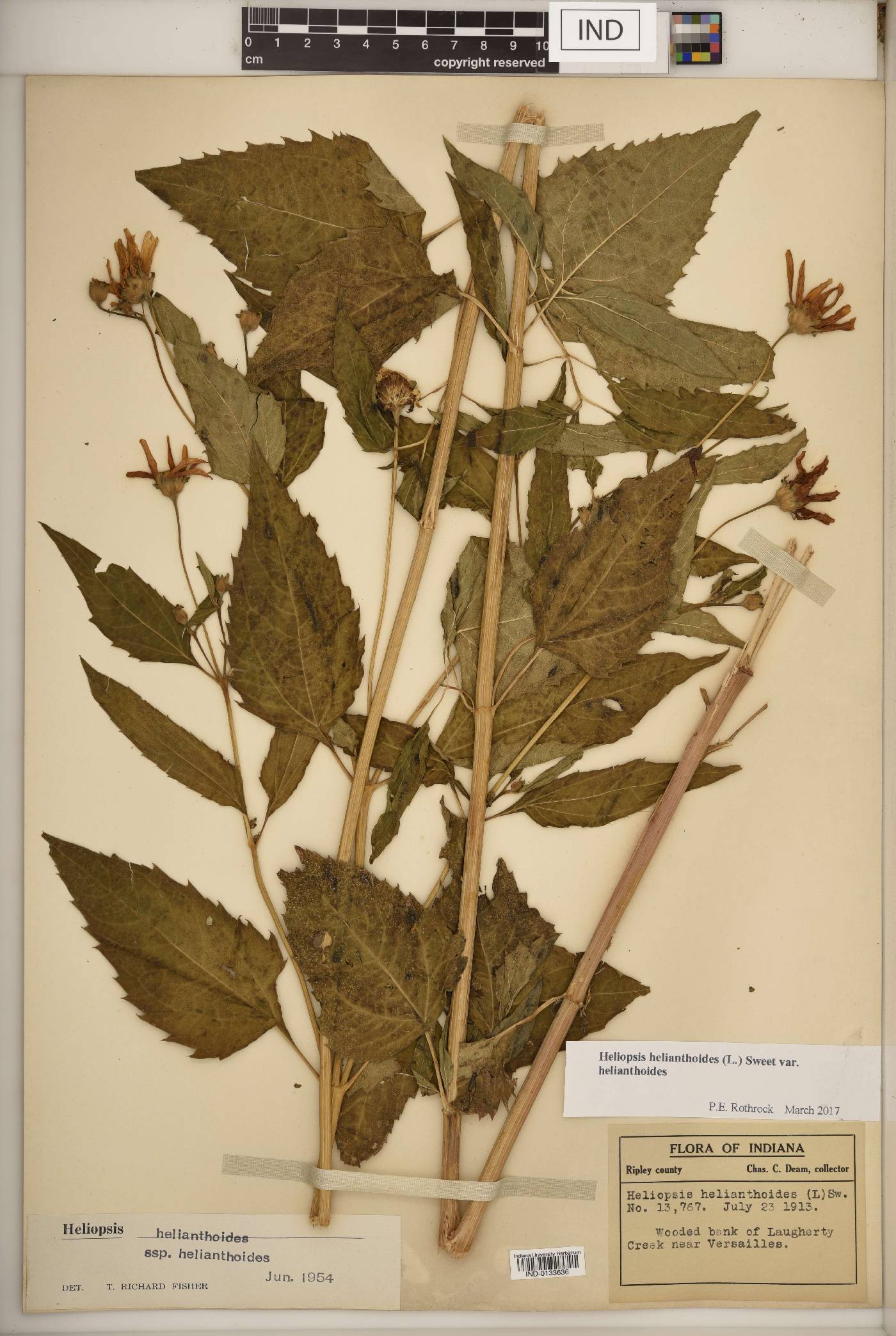Heliopsis helianthoides var. helianthoides image