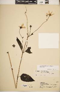 Heliopsis helianthoides var. helianthoides image