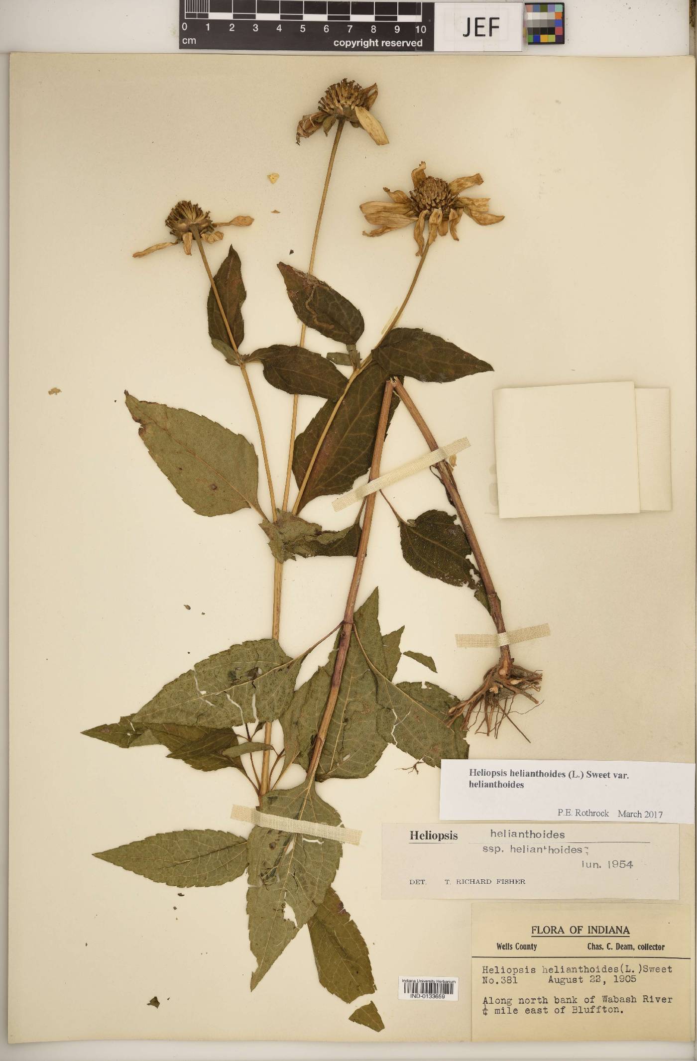 Heliopsis helianthoides var. helianthoides image
