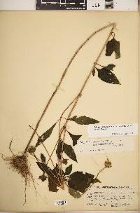 Heliopsis helianthoides var. scabra image