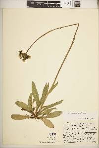 Hieracium caespitosum image