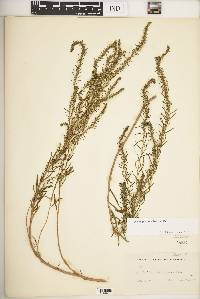 Iva angustifolia image