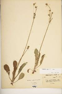 Krigia biflora image