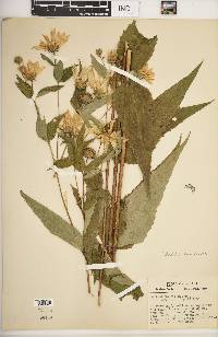 Helianthus strumosus image