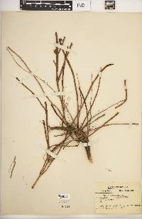 Helianthus strumosus image