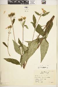 Helianthus strumosus image