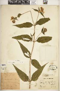 Helianthus strumosus image