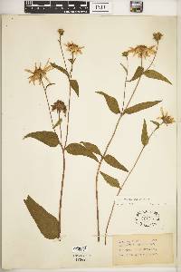 Helianthus strumosus image