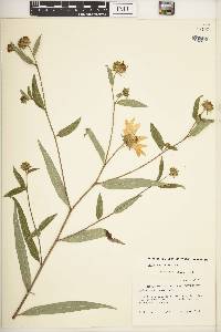 Helianthus strumosus image