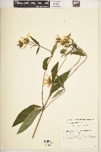 Helianthus strumosus image