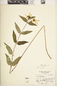 Helianthus strumosus image