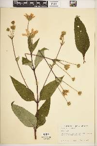 Helianthus strumosus image