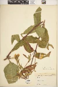 Helianthus strumosus image