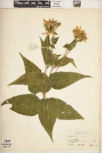 Helianthus strumosus image