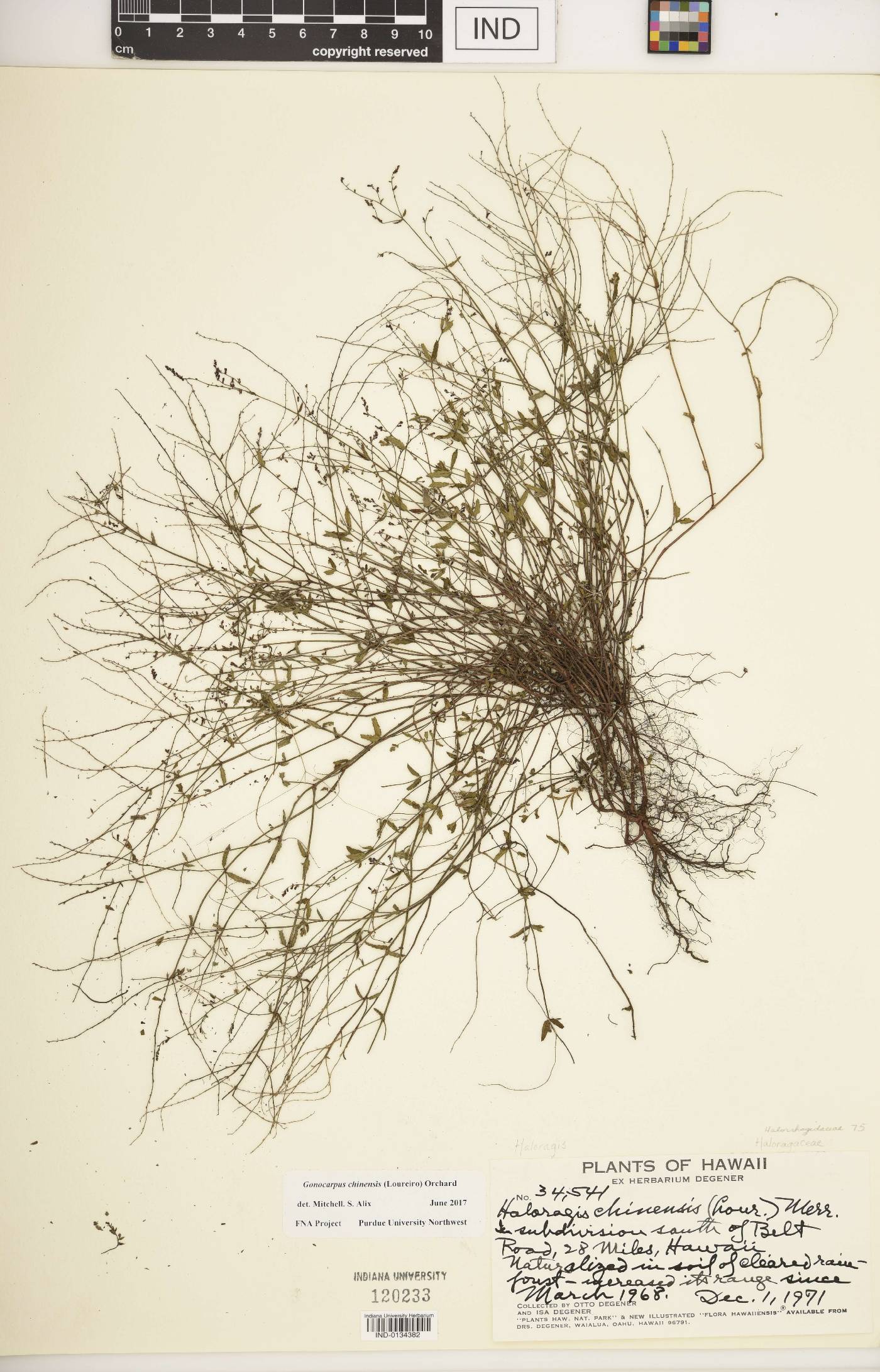 Gonocarpus chinensis image