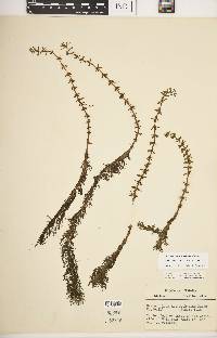 Myriophyllum heterophyllum image