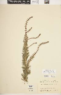 Myriophyllum heterophyllum image