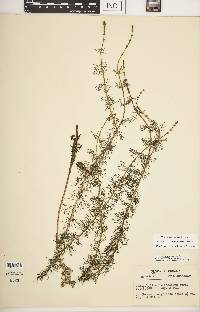 Myriophyllum sibiricum image