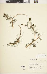 Myriophyllum spicatum image