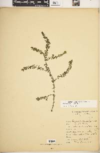 Elodea canadensis image