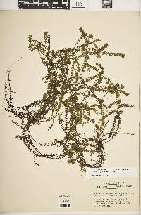 Elodea nuttallii image