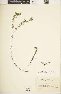 Elodea nuttallii image