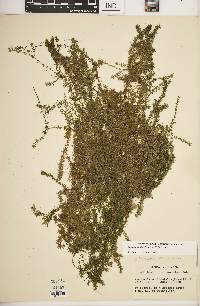 Elodea nuttallii image