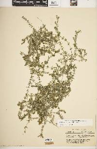 Elodea nuttallii image