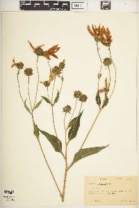 Helianthus tuberosus image