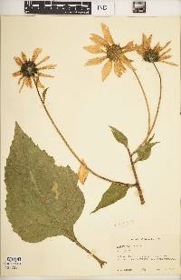 Helianthus tuberosus image