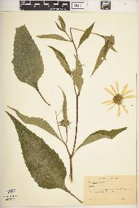 Helianthus tuberosus image