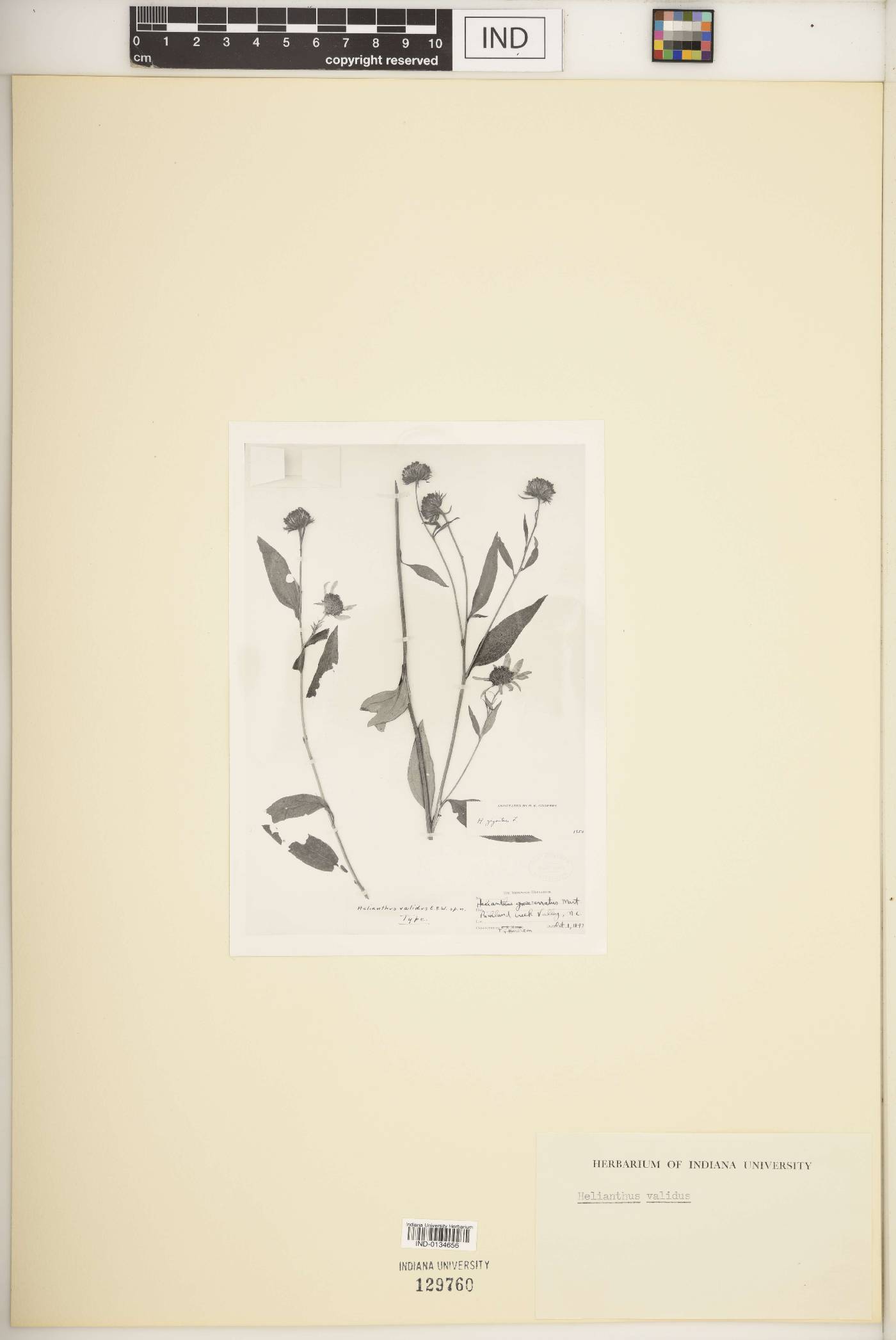 Helianthus validus image