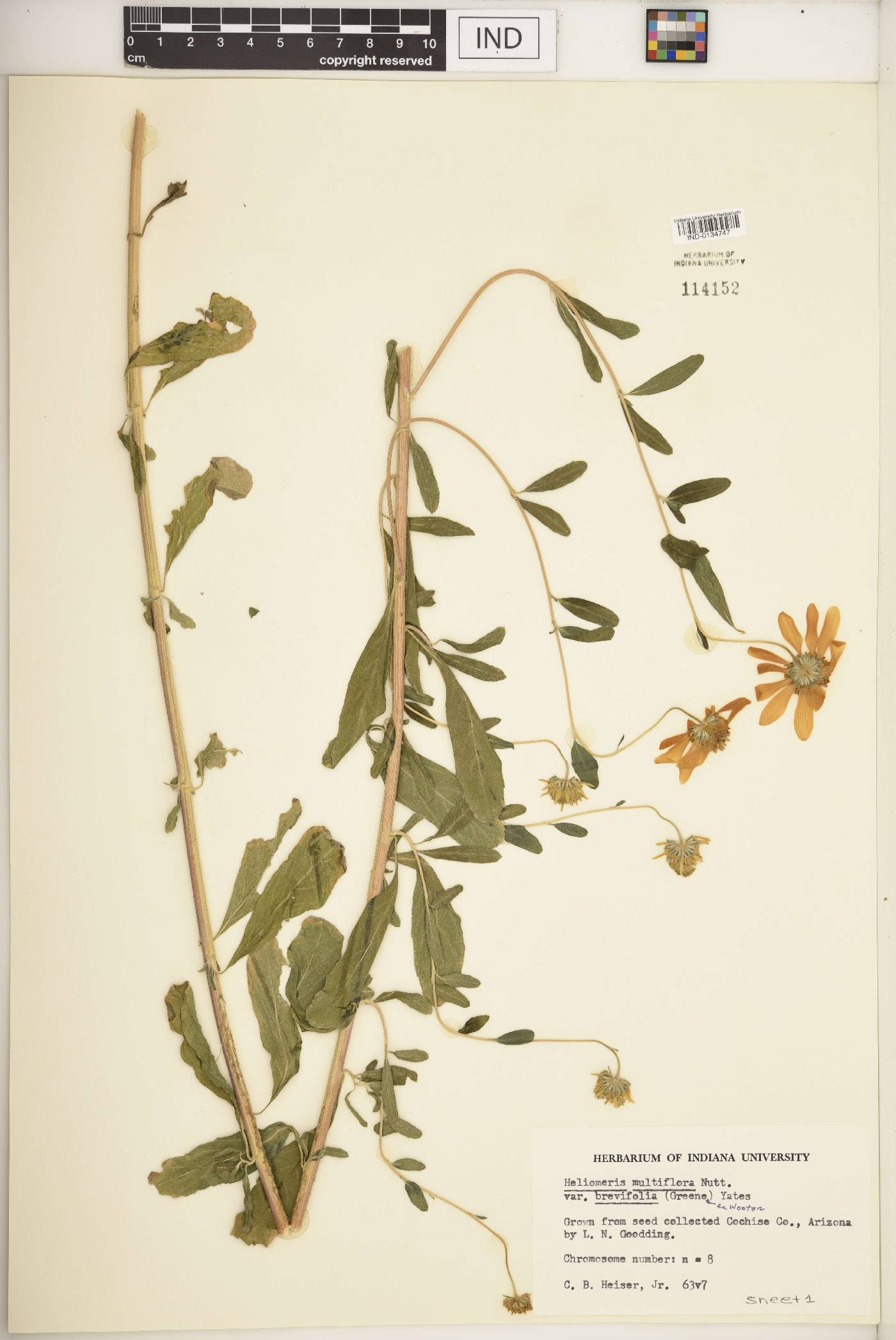 Heliomeris multiflora var. brevifolia image