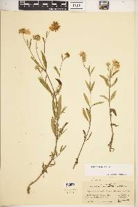 Heliomeris multiflora image