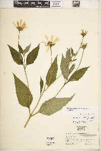 Heliopsis helianthoides var. helianthoides image