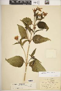 Heliopsis helianthoides var. helianthoides image