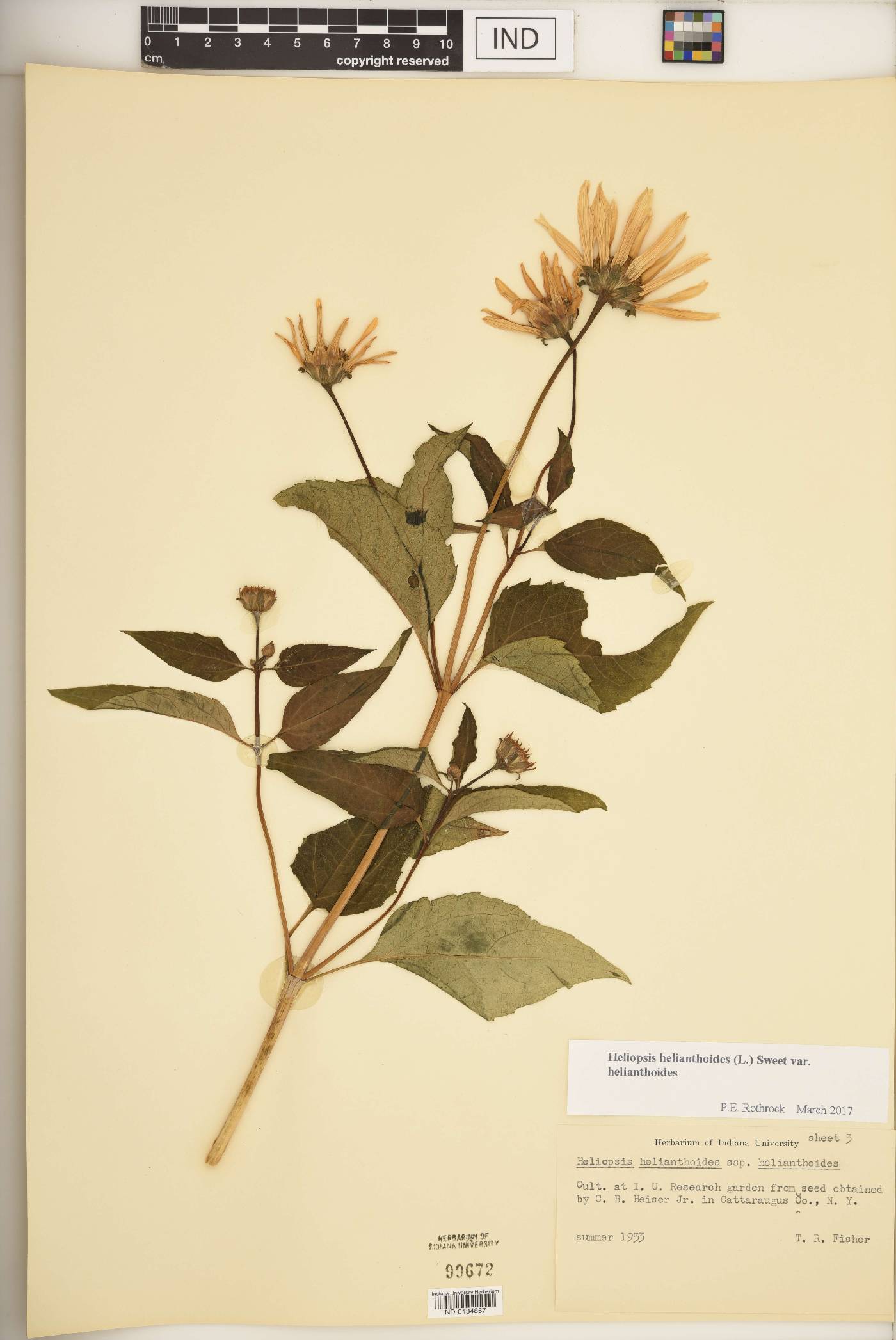 Heliopsis helianthoides var. helianthoides image