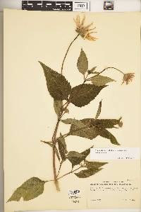 Heliopsis helianthoides var. helianthoides image