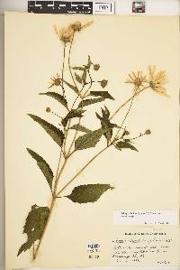 Heliopsis helianthoides var. scabra image