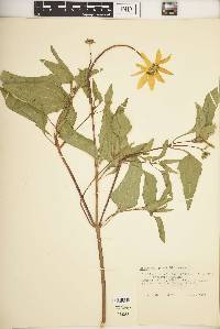 Heliopsis parvifolia image