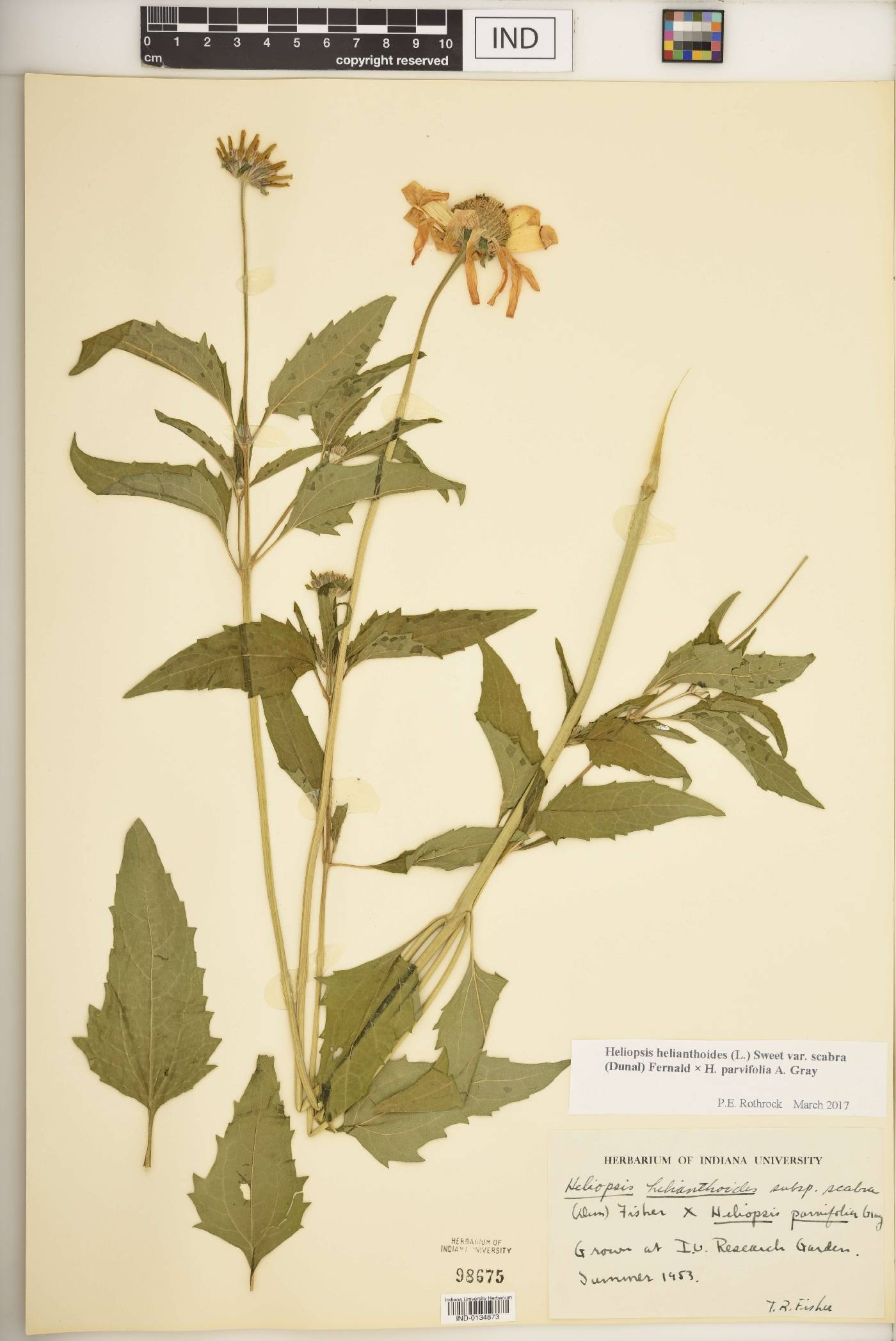 Heliopsis F1 hybrid image