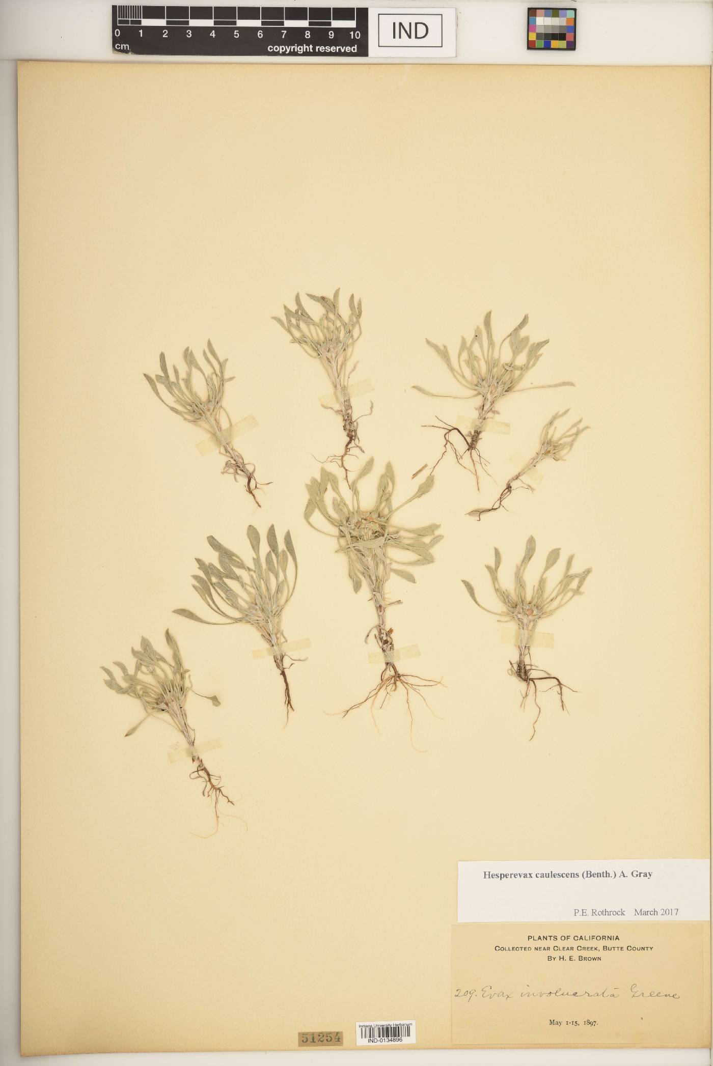 Hesperevax sparsiflora image