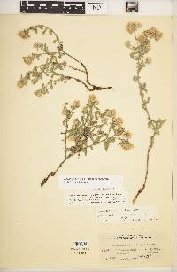 Heterotheca villosa var. minor image