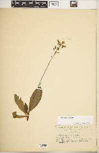 Hieracium gronovii image